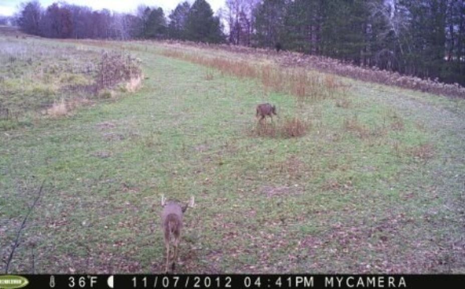 whitetail peak rut tactics