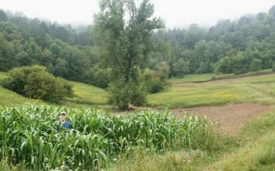 egyptian wheat plot screening