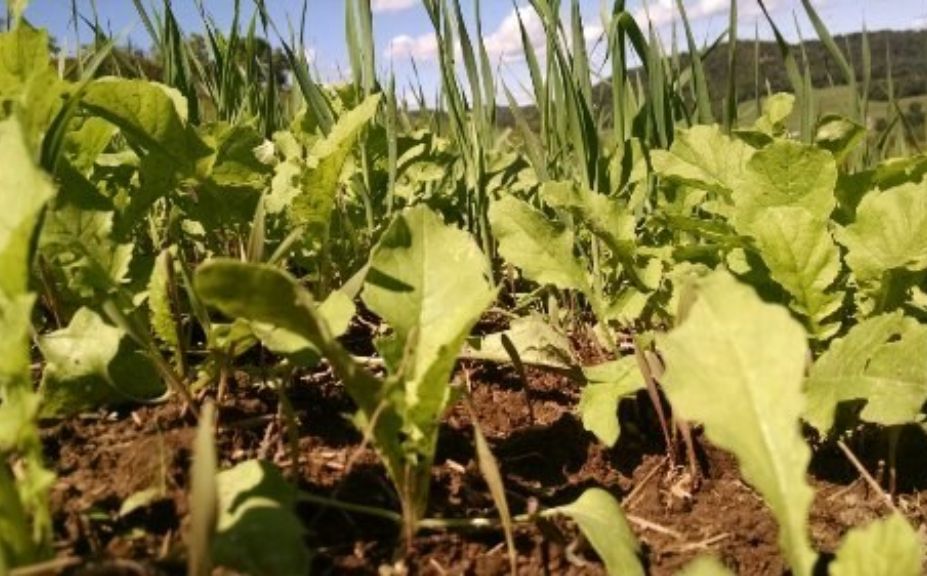 food plot mix