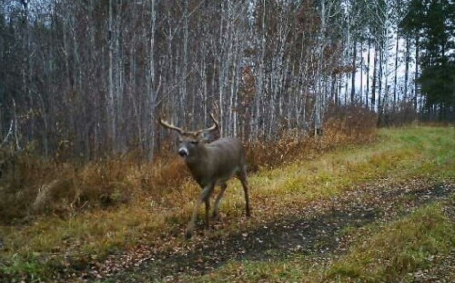 whitetail habitat management myths