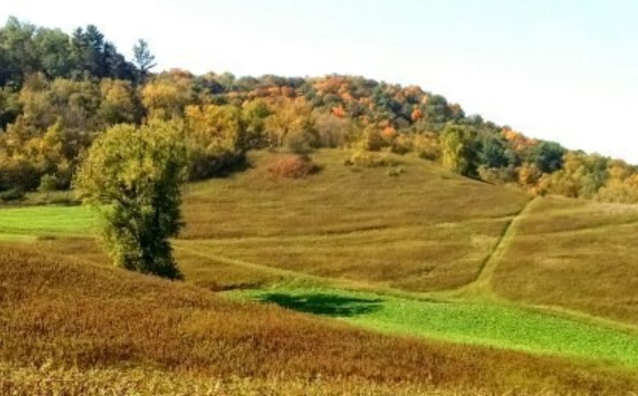 food plot strategies