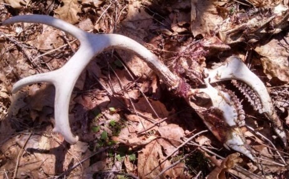 Aging Whitetail Deer Teeth Chart