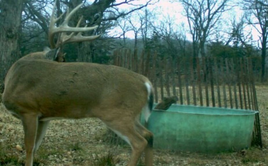 summer deer habitat