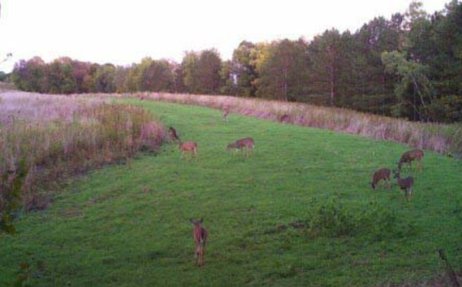 hunt whitetails in wind