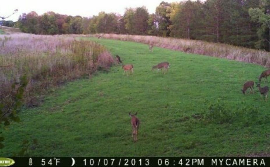 food plots