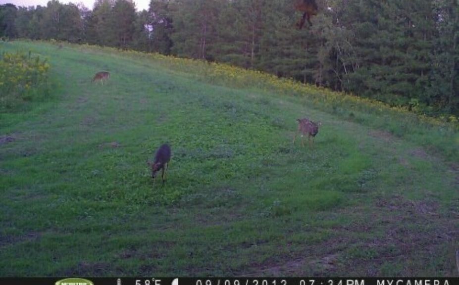 hide trail cams