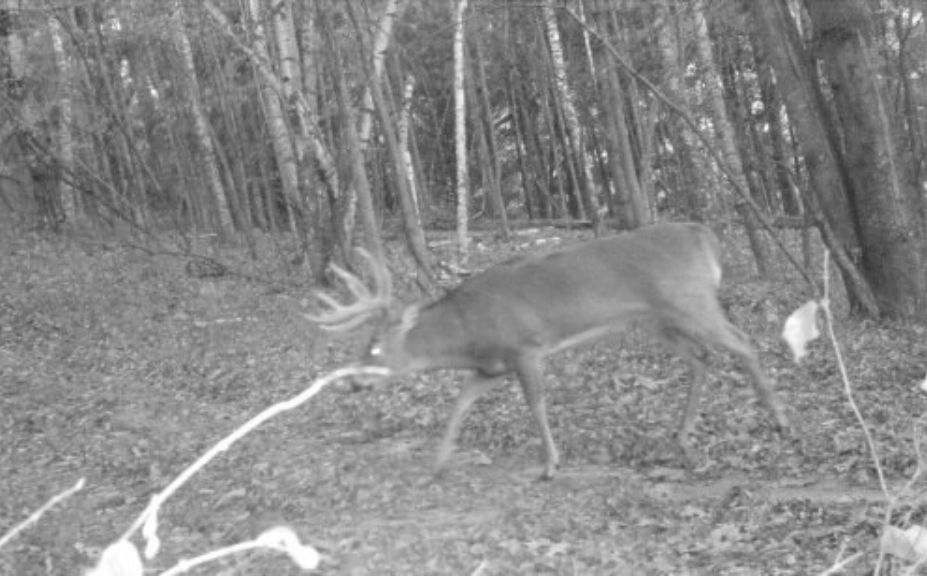 bow season bucks rain