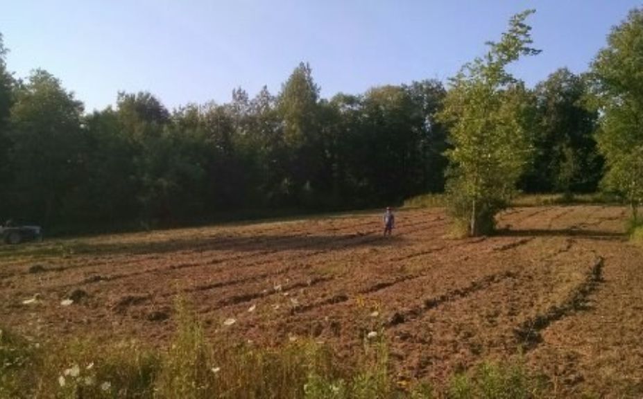 food plot blend 