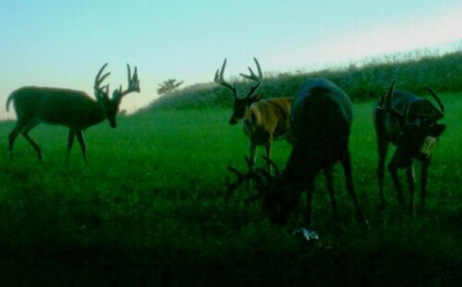 stand timing mature buck