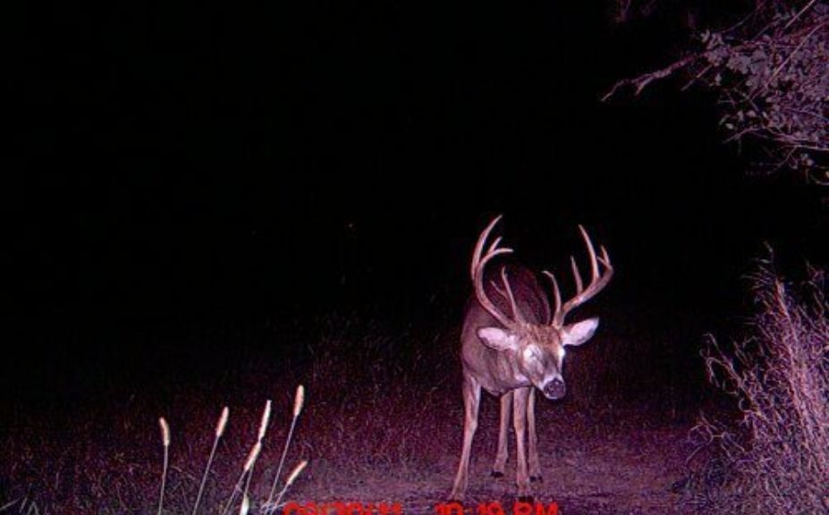 deer bedding strategies