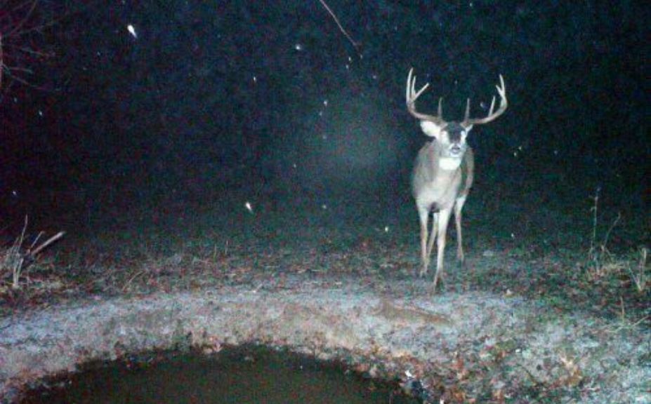 deer waterhole