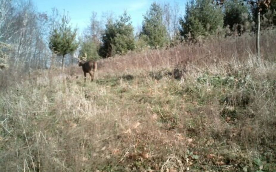 small parcel mature bucks