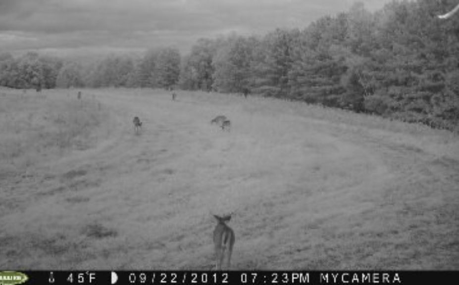 deer cam location