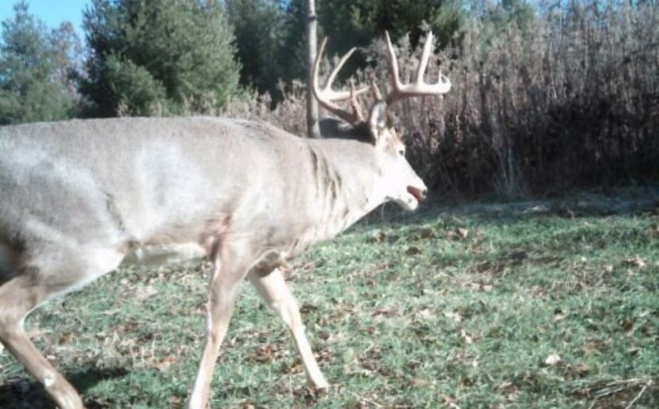 food plot strategies