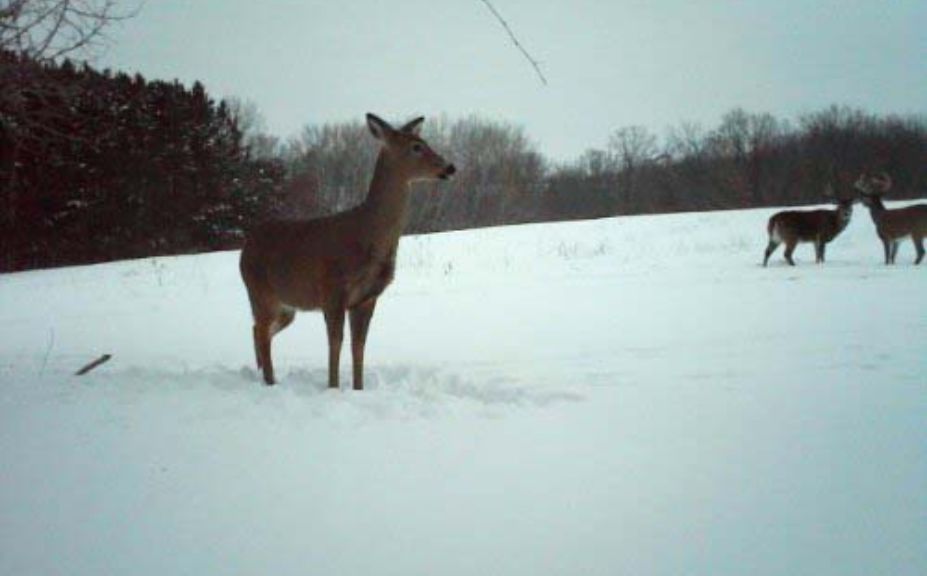 hunt whitetails in wind