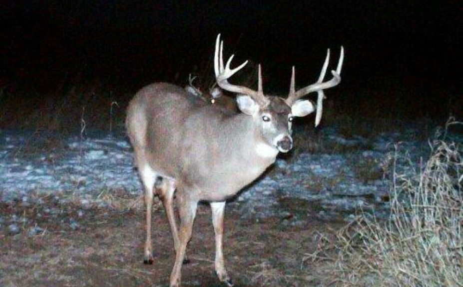 stand timing mature buck