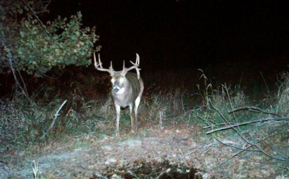 spook proof deer cam