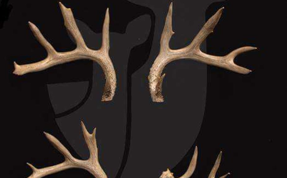 Deer Hunting Myths