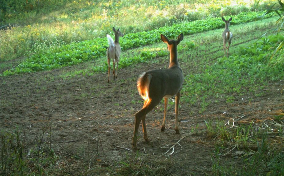 doe habitat problems