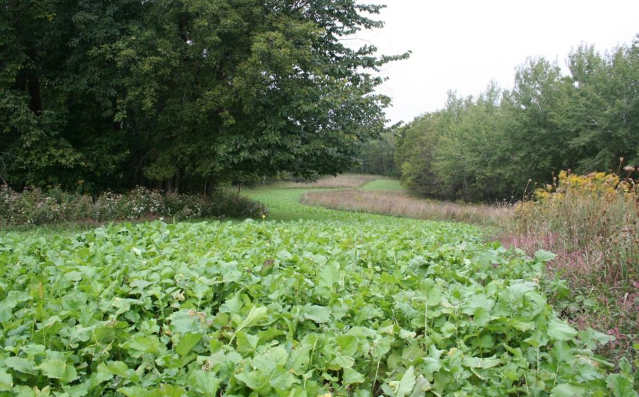 no till food plot