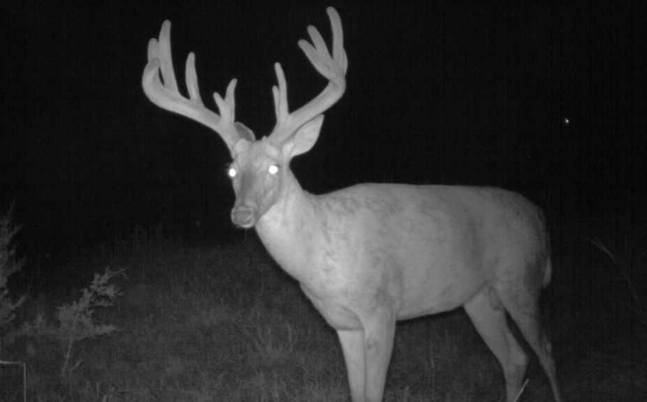 shed hunting tip