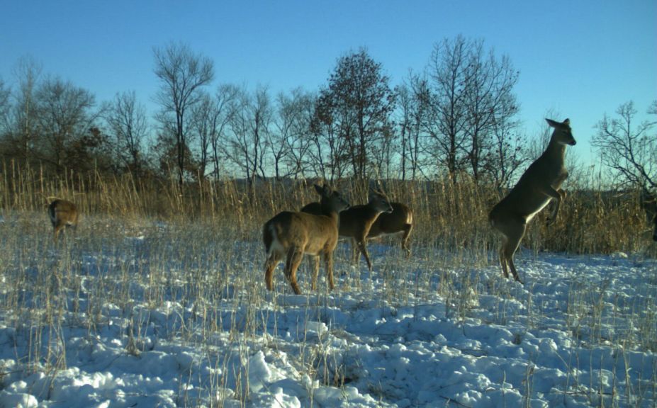 doe habitat problems