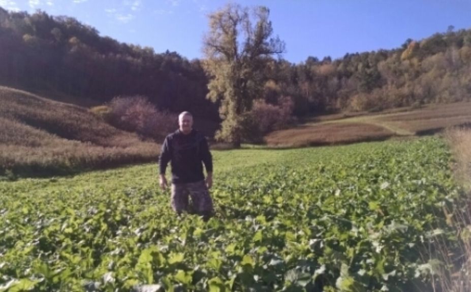 brassica food plot forage