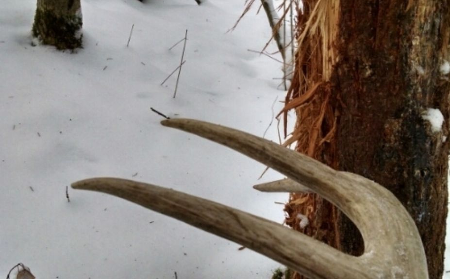 2014 WI gun season family success