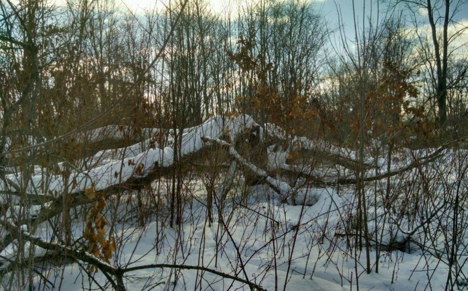 cut timber for deer