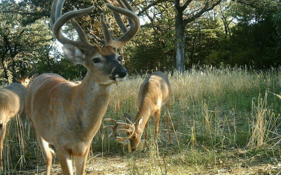 buck herd habitat