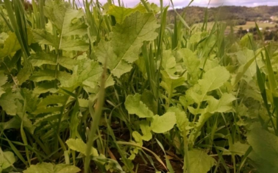 hunting season diversity food plot