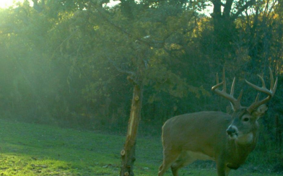 building a quality deer herd