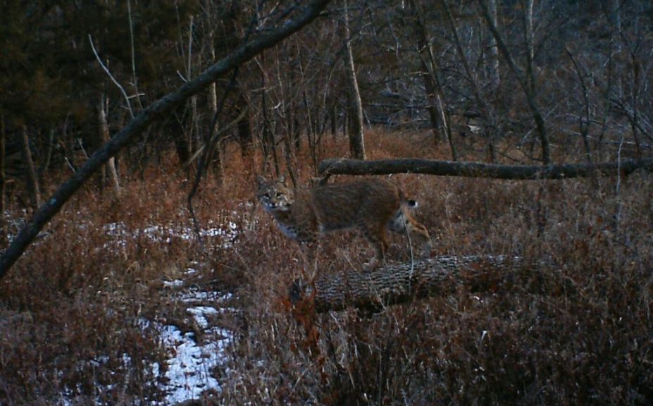 doe hunting herd success