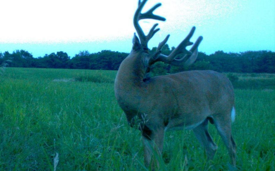 5 Game Camera Clues For Whitetails