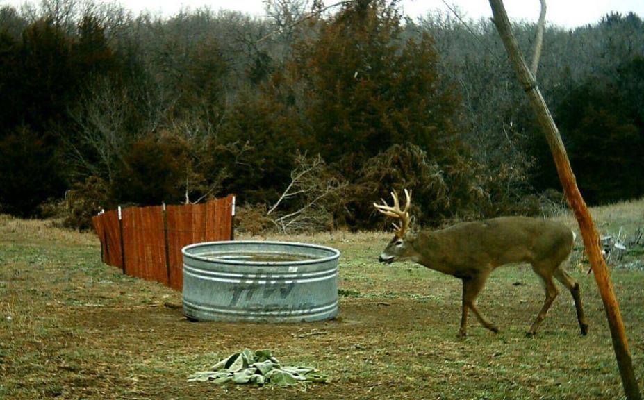 whitetail waterhole