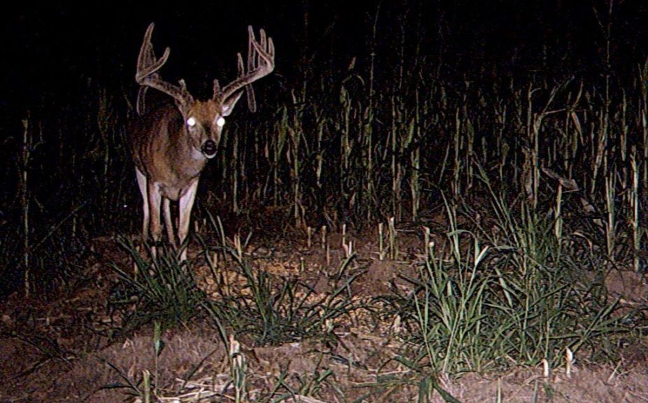 deer movement patterns