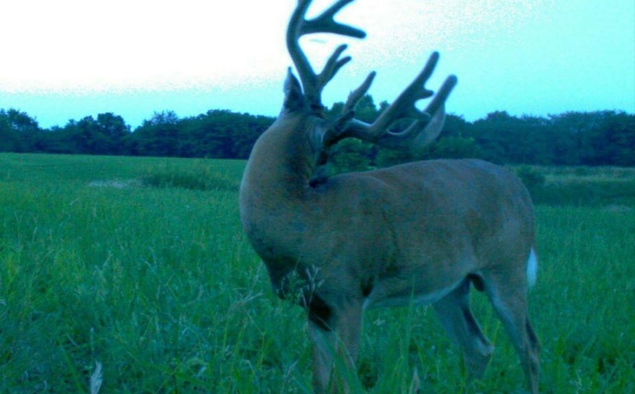 summer deer scouting