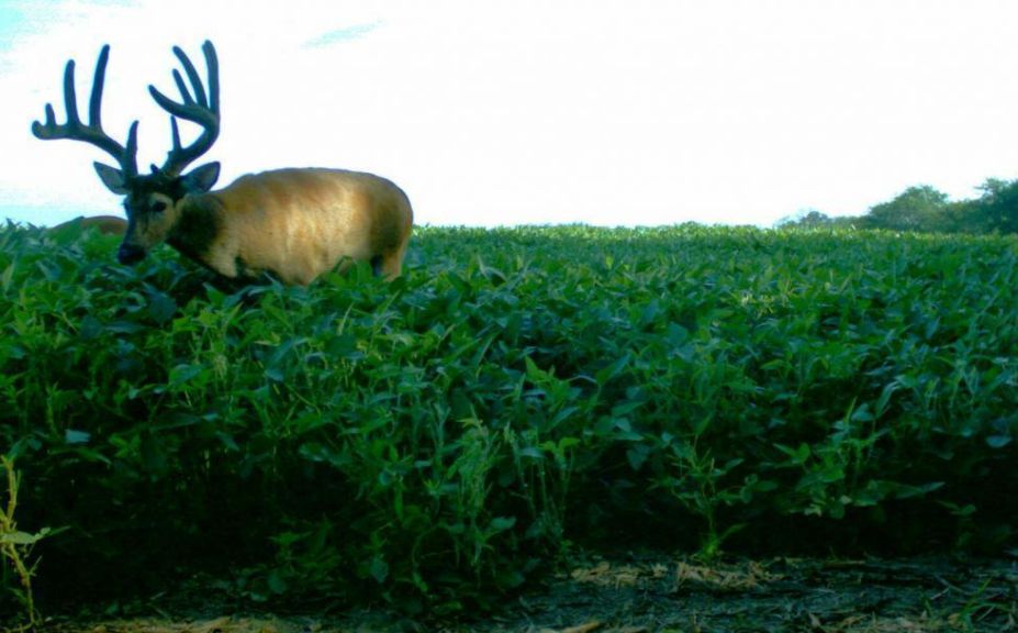 summer deer scouting