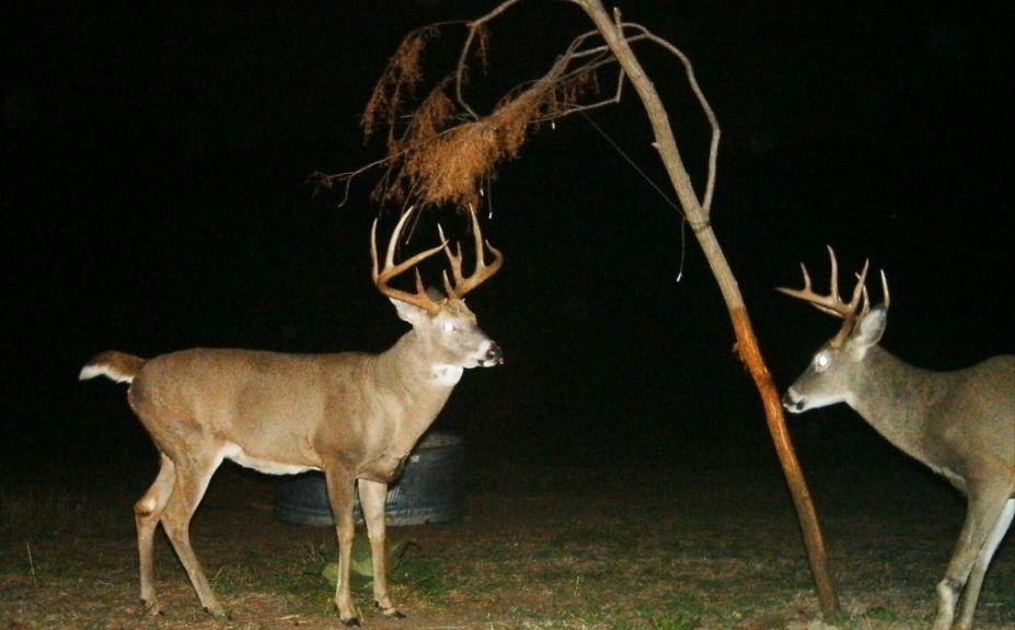 daytime buck travel