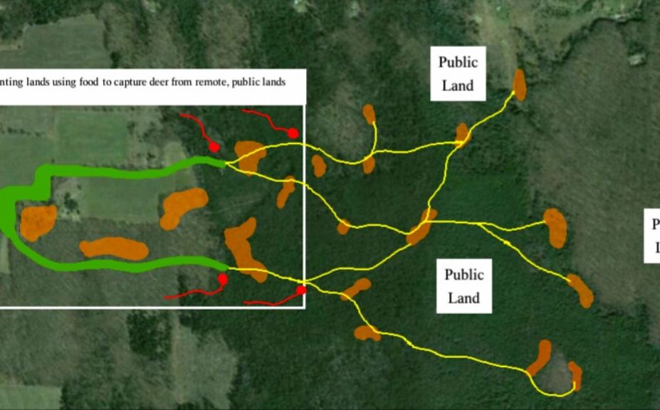 food plot location strategies