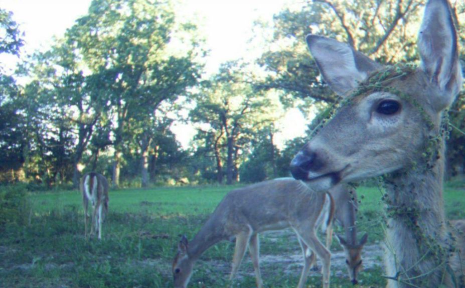 doe hunting herd success