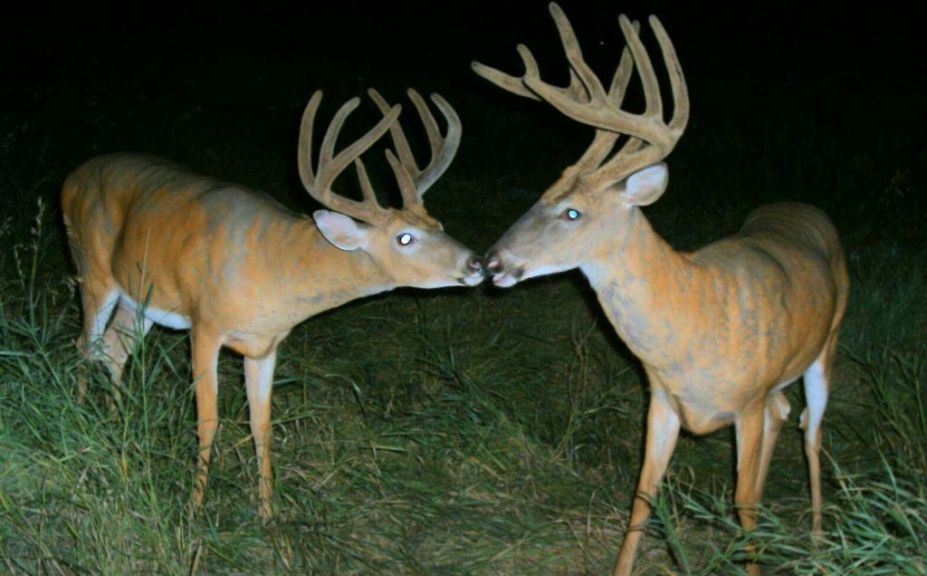 one sit buck tactics