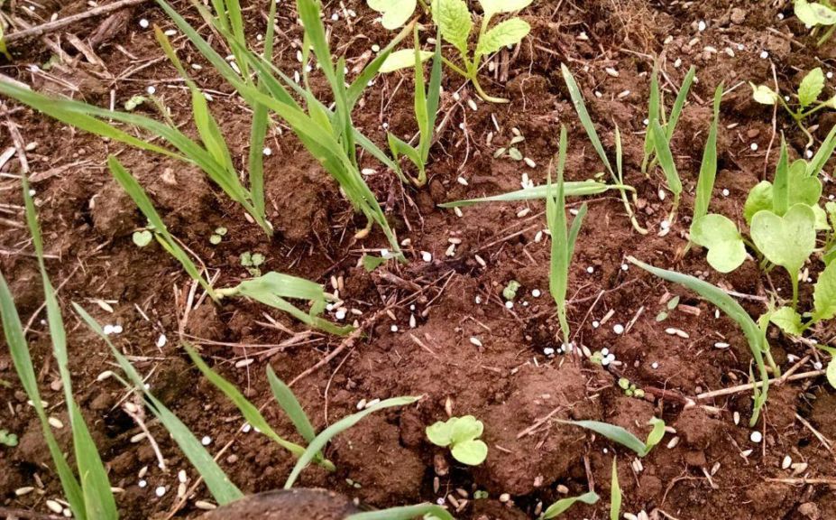 recover from food plot failures