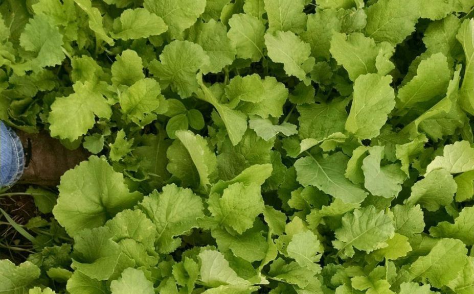 brassica plot