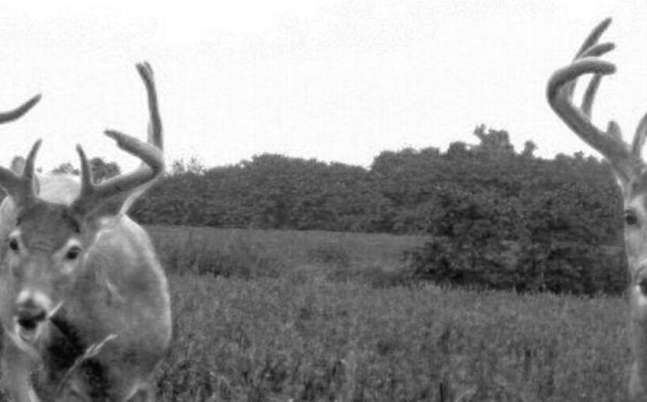 Lunar Feeding Chart For Deer