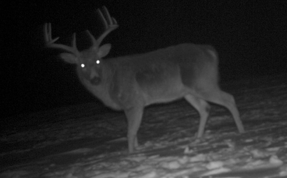 mature buck movement trigger