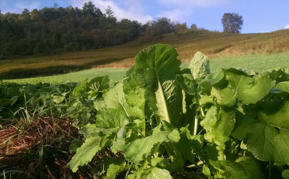 never hunt food plot