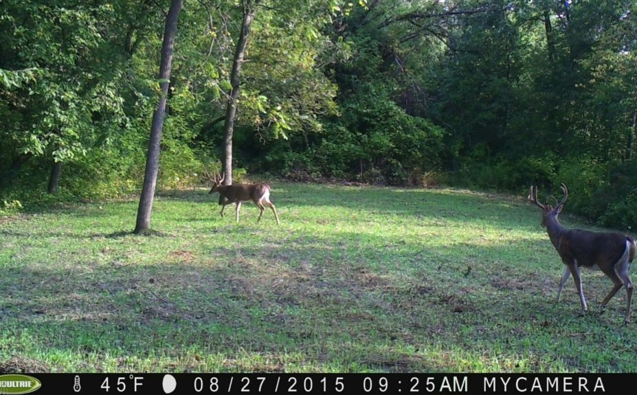 never hunt food plot