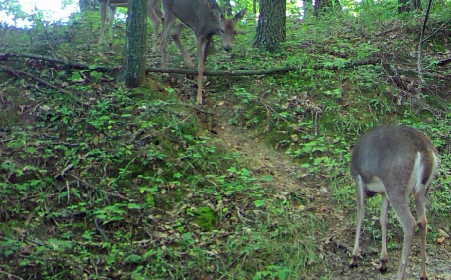 nocturnal trail cam oics