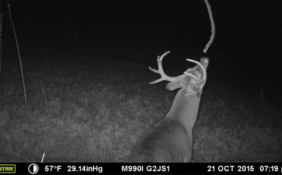 mature buck rut sit alert